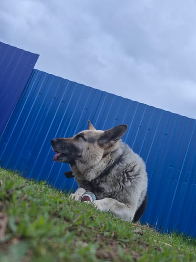 An outdoor, low-angle shot features a German Shepherd dog positioned on a patch of green grass next to a blue corrugated metal structure, presumably a wall or building element. The dog is looking upward, with its tongue slightly protruding from its mouth. The composition extends to include a cloudy sky in the background. The location is Дойная, Russia.