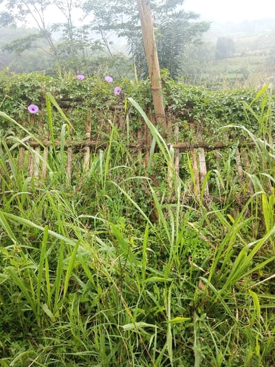 Lush green vegetation dominates the foreground. A bamboo fence partially covered by sprawling green vines and a few purple morning glory flowers extends horizontally across the midground. Behind the fence, a landscape of trees and vegetation ascends into the distance, fading into a misty, overcast sky. The scene evokes a wild, overgrown garden or natural setting.