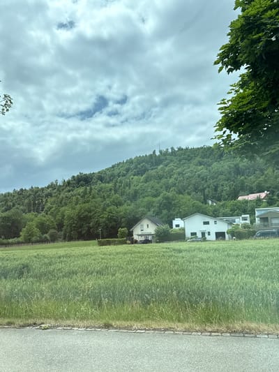 The image presents a serene landscape in Zurzach, Switzerland, featuring a lush forested hillside, a green field, and several residential buildings under an overcast sky.

In the foreground, a light grey paved road or path runs along the right side of the frame, bordered by a narrow strip of dry grass and small stones. Adjacent to this path is a large field of tall, vibrant green grass, with stalks appearing to sway gently.

The midground is dominated by a dense, verdant forest covering a steep hillside that occupies the left portion of the image. Several houses are nestled within this abundant greenery and at the base of the hill, adjacent to the field. These houses are predominantly modern, with white facades and dark roofs, and feature dark-framed windows. One house located higher on the hillside stands out with a light pink roof. A thin utility pole or antenna is subtly visible amidst the trees on the upper left side of the hill.

The background consists of a cloudy, light grey sky, indicating an overcast day. The cloud cover shows some variation in density and shade. A few dark green leaves from an unseen tree partially frame the upper left corner of the sky.

The scene depicts a calm, natural setting without any explicit human or animal activity. The lighting suggests it is daytime, likely under diffuse light conditions due to the cloud cover. No visible text is present in the image. The overall impression is one of peaceful coexistence between human dwellings and the natural environment in a semi-rural Swiss setting.