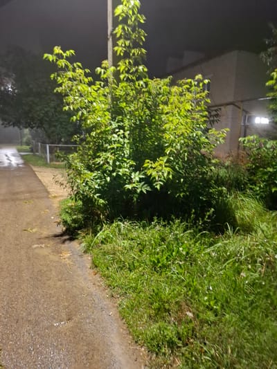 The image depicts a nighttime scene in the city of Novlyanka, Russia, featuring a wet, paved path or road to the left, bordered by lush green grass and a dense shrub on the right. A streetlamp, or similar light source, illuminates the foliage, casting it in a vibrant green hue. In the background, a brick building with illuminated windows is visible, suggesting a residential or commercial area. The atmosphere is somewhat hazy, possibly due to fog or mist. There are no people or animals present in the frame. The overall impression is one of a quiet, possibly damp evening in a somewhat rural or suburban part of Novlyanka.