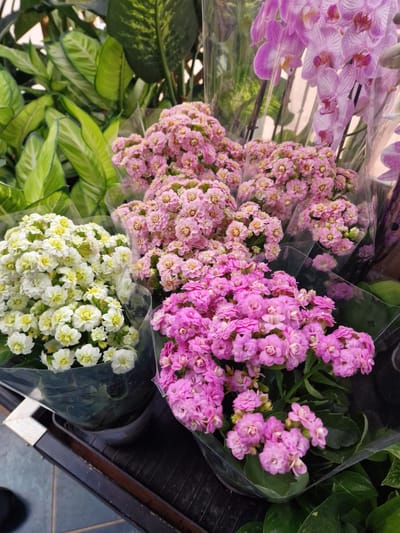 The image shows a close-up view of several potted plants, likely for sale, arranged in what appears to be a retail environment. In the foreground, there are bouquets of small, densely packed pink flowers and white flowers, each wrapped in clear plastic. Behind these, and to the left, are larger green leafy plants with variegated patterns. In the upper right portion of the image, a cluster of delicate pink orchids is visible, also enclosed in plastic. The plants are displayed on a dark surface, possibly a shelf or display stand, with glimpses of blue-tiled flooring at the bottom. There is no indication of any specific location in Wootton, United Kingdom.