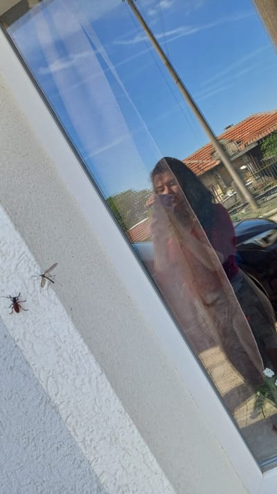The image is taken from an interior perspective, looking out a window in Gorna Verenitsa, Bulgaria. The reflection in the glass shows a person with dark hair and a red shirt. Outside, the reflection also depicts a building with a red tile roof and a blue sky. On the exterior windowsill, there are two insects: one larger brown beetle and a smaller mosquito-like insect with long legs. The windowsill itself is white with a textured surface.