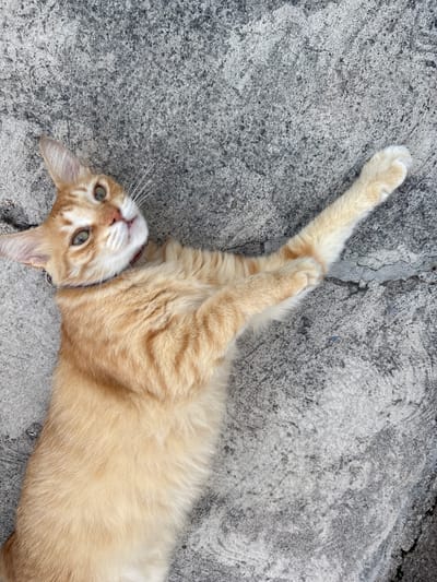 An orange tabby cat with green eyes lies on a concrete surface. The cat is on its back, with its front legs extended upwards. A red collar is visible around its neck. The concrete is grey and textured, with some cracks and irregularities. The scene appears to be outdoors in an urban or semi-urban setting, possibly Tejalpa, Mexico, given the context.