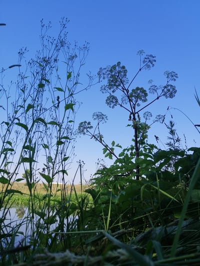 This low-angle, wide shot captures a natural scene with a clear blue sky dominating the upper portion of the frame. In the foreground and midground, various types of wild plants and grasses are prominent. Tall, slender stalks with small buds and leaves extend upwards, silhouetted against the sky. To the right and center, a thicker, dark-stemmed plant with large, umbrella-like clusters of small white flowers stands out. The foliage of this plant is lush and green, with broad leaves. The lower part of the image shows dense green grass and other vegetation, suggesting a terrestrial environment.

In the background, a body of water, likely a pond or slow-moving river, is visible, reflecting the sky and the surrounding greenery. Beyond the water, a gently sloping embankment is covered with dry, golden grass, and a few sparse green plants. In the far distance, a faint white structure can be seen on the horizon.

The image appears to have been taken on a clear day, possibly in the late afternoon or early evening, given the bright but not harsh lighting and the deep blue of the sky. The overall mood is serene and natural, highlighting the beauty of the wild flora. There are no people or man-made objects of significant detail, apart from the distant structure. The setting suggests a rural or natural landscape, possibly near a body of water, consistent with the provided location context of Lanivtsi, Ukraine. No text is visible in the image.