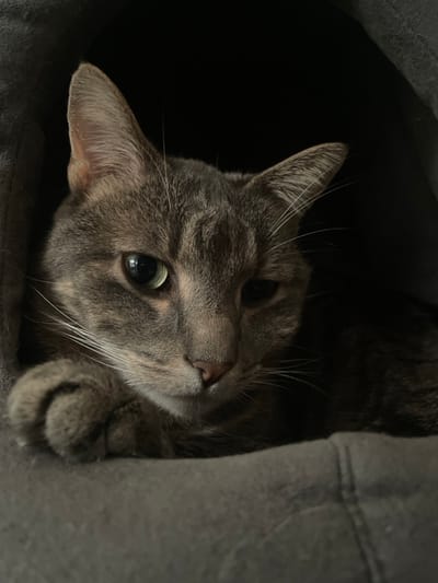 A grey tabby domestic cat is depicted resting within a dark grey, soft, enclosed pet bed. The cat's head is oriented towards the viewer, with its left eye (viewer's right) exhibiting a reflective gleam against its green iris. Its right eye (viewer's left) appears darker. The cat's left paw (viewer's right) is visible, tucked under its chin area. The background beyond the cat and bed is uniformly dark, indicating a low-light indoor environment. The scene is located in Villeurbanne, France.