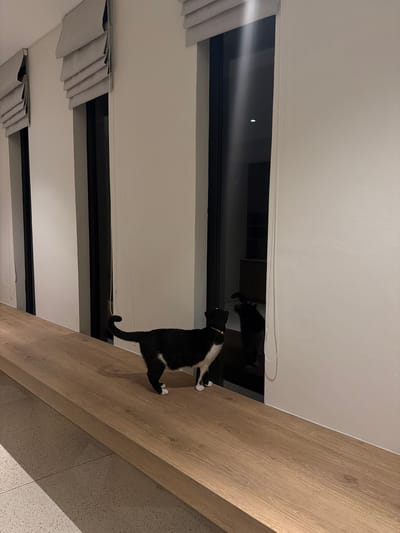 A black and white cat with a yellow collar stands on a horizontal wooden beam. The beam appears to be part of the interior structure of a building. In the background, window blinds are visible, suggesting the beam is situated near a window. The cat is in a walking or standing position on the beam. The image does not indicate any people or a specific location in Mas, Indonesia.
