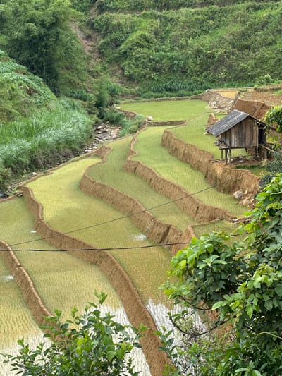 The image presents a detailed view of terraced rice paddies nestled within a verdant, mountainous landscape in Dế Xu Phình, Vietnam. Multiple tiers of curvilinear, light green rice fields, filled with water and young rice plants, dominate the central and lower portions of the frame. These paddies are demarcated by distinct reddish-brown earthen banks.

In the upper right section, a small, rustic wooden hut is elevated on stilts, featuring a dark, sloped roof and an visible entryway. Below and to the left of the hut, a small section of drier, uncultivated reddish-brown earth is visible. A narrow, rocky stream or creek flows through a valley on the far left, separating the terraced fields from the steep, densely vegetated hillside.

The slopes above and around the rice terraces are heavily covered with lush, various shades of green vegetation, including tall grasses, bushes, and trees, some resembling bamboo. In the immediate foreground on the right and bottom, large, vibrant green leaves and branches partially obscure the view into the terraced fields. Three dark, thin electrical wires span horizontally across the middle-lower portion of the image, positioned above the rice paddies. No human presence is observed in the scene.