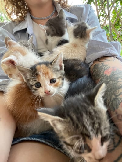 A close-up, low-angle shot captures a person cuddling a group of young kittens outdoors in Danilovgrad, Montenegro. The person is partially visible, wearing a light blue checkered button-up shirt and possibly denim shorts. A large, intricate tattoo, with dark and red elements forming a complex design, is prominent on their shoulder and upper arm. A delicate, light blue choker-style necklace adorns their neck, and curly, light brown hair is visible on the left side.

Nestled on the person's lap and chest are at least five or six kittens of various colors. In the foreground, a calico or tortoiseshell kitten with patches of orange, black, and white fur and captivating blue eyes looks directly at the camera. Other kittens include a white one with grey patches, a grey/black tabby, and an orange/ginger one, all appearing comfortable and content.

The background shows an outdoor setting, likely a garden, patio, or balcony, featuring a light-colored wooden trellis or pergola covered with lush green foliage. Bright daylight filters through the leaves, indicating it is daytime. The scene conveys a sense of warmth, affection, and tranquility as the person interacts with the kittens in this natural environment. No text is visible in the image.
