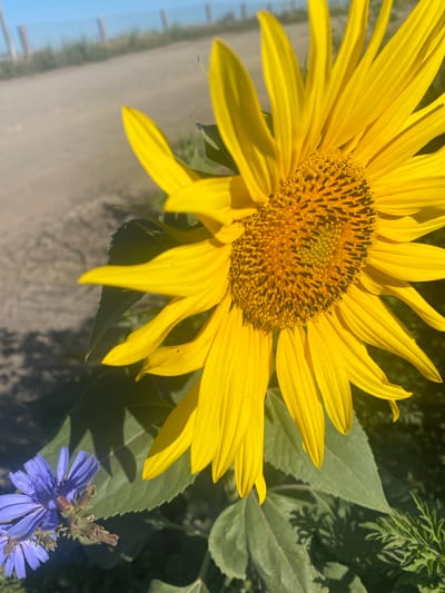 A close-up, eye-level, outdoor shot features a bright yellow sunflower dominating the right side of the frame. The sunflower's petals are vibrant and distinct, with the center showcasing a pattern of dark seeds. To the left of the sunflower, a smaller, delicate purple flower with thin petals is visible. The background consists of a dusty dirt road leading towards a hazy horizon where a faint line of fence posts can be seen against a pale blue sky. The overall scene is bathed in sunlight, creating shadows from the foliage on the ground. The location is identified as Novooleksandrivs'ke, Ukraine.
