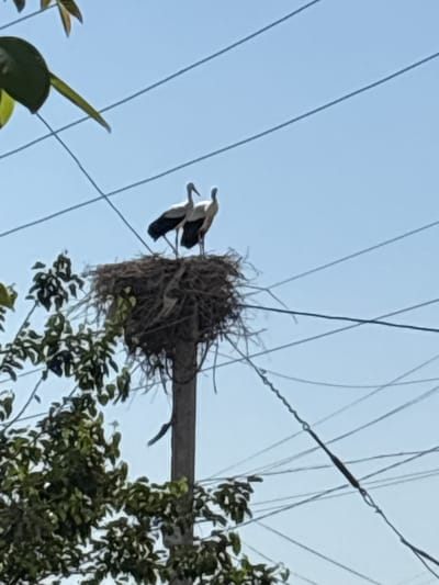 This media file depicts a nest built by birds on top of a utility pole, amidst a clear blue sky with visible power lines. Two birds, likely storks, are present near the nest. One bird is perched on the edge of the nest, while the other appears to be either arriving or departing, with its wings in motion. The nest itself is a large, intricate structure made of twigs and branches. Lush green foliage from a nearby tree is visible in the lower right portion of the image. The scene suggests a natural setting, possibly rural or suburban, given the presence of a utility pole and the birds' choice of a nesting site. The lighting indicates it is daytime, likely morning or afternoon due to the clear sky and bright sunlight casting shadows. No text is visible in the image.