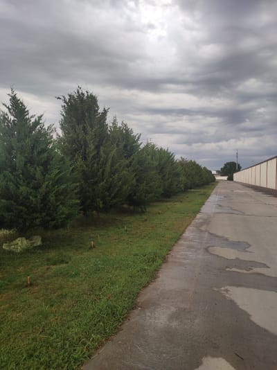 The image depicts an outdoor scene in Jambay, Uzbekistan, under a cloudy and overcast sky, suggesting a cool or rainy day. A row of dense, green coniferous trees lines the left side of the frame, their foliage appearing lush. The ground beside the trees is covered in grass, with a few small wooden stakes visible in the grass, possibly marking newly planted trees or a boundary. On the right side of the image, a paved asphalt pathway stretches into the distance. The pathway appears wet, with several large puddles reflecting the gray sky, indicating recent rain. Beyond the pathway, a long, light-colored building with a white facade and red trim runs parallel to the path. A distant tower with antennas can be seen behind the building. The overall atmosphere is subdued, characteristic of a cloudy day, with no people or animals visible.