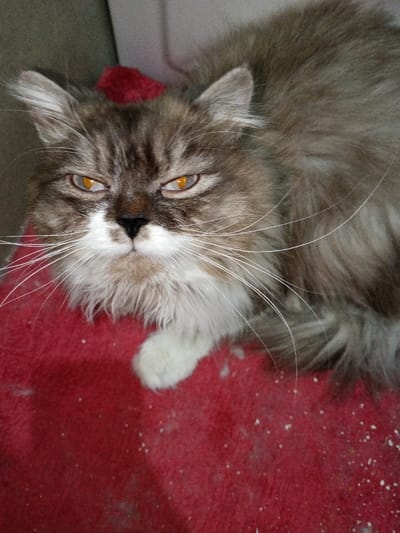 A domestic long-haired cat is observed in a close-up, frontal view, situated on a deep red, textured fabric surface, likely a blanket or cushion, exhibiting scattered white particulate matter. The cat features mottled brown, grey, and black tabby fur patterns on its head and back, with prominent white fur on its muzzle, chin, and chest. Its eyes are a striking amber or orange color, displaying a narrowed, direct gaze, with a visible red-eye effect in the reflection. A dark nose and long, white whiskers extend prominently from both sides of the muzzle. One white front paw rests on the red surface. A blurry light grey or beige surface forms the background, with a small, indistinct red object visible behind the cat's head. The scene is located in Madinaty, Egypt.