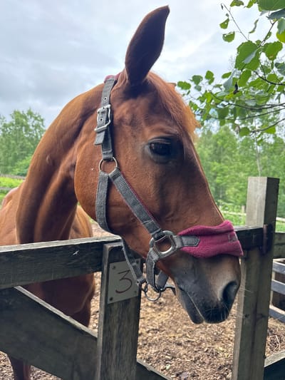 A close-up, eye-level shot captures a chestnut horse's head and neck. The horse is wearing a grey halter with a maroon noseband. It stands behind a weathered wooden fence, with a numbered sign "3" attached to one of the fence posts. The background consists of lush green trees and a cloudy sky. The setting appears to be a rural outdoor enclosure, possibly a stable or paddock, located in Лемболово-парк Днп, Russia.