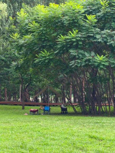 A campsite is set up on a grassy lawn beneath a dense canopy of trees. In the foreground, lush green grass is dotted with small white flowers. A low wooden platform runs horizontally across the mid-ground, separating the grassy area from a wooded background. Underneath the trees, a beige tarp is stretched over a frame, providing shade. To the left of the tarp, a pink pair of flip-flops rests on the grass next to a folded pink lounge chair. In front of the lounge chair, a small red cooler sits on the ground. Further to the right, a blue camping chair is positioned next to a small table with various items on it, including what appear to be bottles and containers. To the right of the table, a black rolling cooler is present. The trees have dark, slender trunks and are heavily laden with green foliage. The lighting suggests an overcast day. The scene is peaceful and appears to be situated in a park or recreational area, possibly in Nanguan District, China, given the presence of picnic equipment and lush greenery.