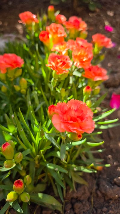 A close-up, vertical shot captures a cluster of vibrant orange carnations and their buds, bathed in bright, dappled sunlight. The flowers, with their ruffled petals, are in various stages of bloom, with some fully open and others tightly furled. The green foliage is lush and forms a dense backdrop. The ground beneath the flowers appears to be dark soil, with hints of brown and gray pebbles. In the background, out of focus, are more orange blossoms and a blurred pink petal. The overall impression is one of a sunny garden, possibly a flowerbed in Krasnochervonnyi, Russia, where these flowers are in full bloom.