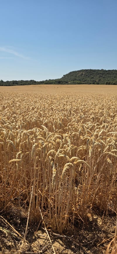 This image depicts a vast field of ripe wheat, its golden stalks stretching towards the horizon under a clear blue sky. The scene is bathed in the warm, soft light of late afternoon or early evening, casting long shadows across the dry earth and illuminating the texture of the wheat ears. A dense, dark green treeline forms a distinct boundary on the left side of the field, hinting at a hilly or mountainous landscape beyond. The overall impression is one of rural tranquility and the abundance of a harvest season. The image's orientation is rotated 90 degrees counter-clockwise. No people or text are visible.