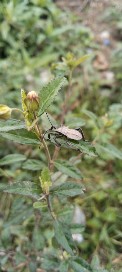 An insect, likely a true bug from the order Hemiptera, is perched on a green leaf. The insect has a brown, elongated body with visible legs and antennae. It is positioned in the center-right of the frame, on a leaf that is part of a larger plant with more green foliage visible in the background. The scene appears to be outdoors, with a blurred natural environment suggesting it could be in Peurupok, Indonesia. The lighting suggests it is daytime, and the leaves appear slightly damp, possibly from dew or recent rain.