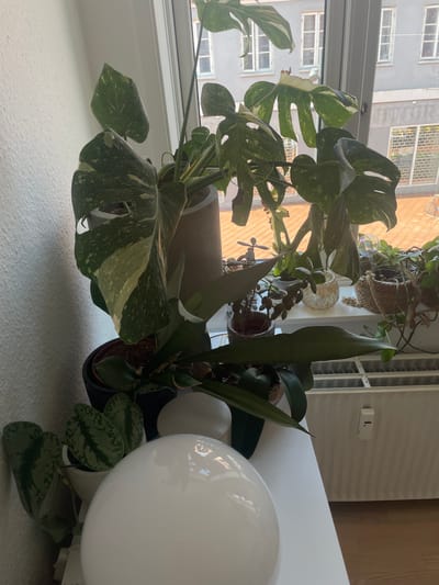 The image shows a windowsill with several plants. A large Monstera deliciosa plant with variegated leaves is in a concrete pot. To its right is a snake plant (Sansevieria trifasciata). A Scindapsus pictus 'Argyraeus' is also visible. A hanging pot containing a plant is positioned higher up. Two white spherical lamps are placed near the plants on the right side. A building is visible through the window. While it appears to be an urban environment, there is not enough detail in the image to confirm it is Kolding, Denmark.