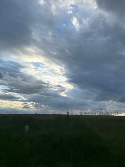 A landscape image shows a field of tall green grass under a sky filled with billowing gray and white clouds. The grass appears uneven and wild, with some areas more densely vegetated than others. Scattered throughout the field, particularly near the center of the image, are thin, dry stalks of plants. To the left, the sky dominates the view, filled with heavy, layered clouds that obscure much of the sunlight. A single, off-white object is visible near the bottom center of the image. Two people are standing near the center of the image where the field meets the horizon. The location is in Baylovo, Bulgaria.