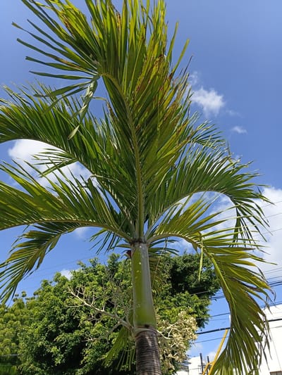 This is a photograph taken outdoors, likely in Puerto Plata, Dominican Republic, given the context. The primary subject is a palm tree, viewed from below, looking up towards the sky. The fronds of the palm tree dominate the foreground, with their long, slender leaves a vibrant green, though some show signs of browning or spotting. The trunk of the palm tree is visible, textured and brown.
Beyond the palm tree, the scene opens up to a bright blue sky dotted with fluffy white clouds. In the mid-ground, lush green foliage from other trees creates a dense canopy. A delicate, bare branch structure, possibly from a flowering plant or a spent flower cluster, emerges from behind the palm trunk. Power lines are visible crisscrossing the sky, suggesting a developed area rather than a remote natural landscape. The lighting suggests it is daytime, likely mid-morning or afternoon, with bright sunlight illuminating the scene. There is no visible text in the image. The overall impression is one of a warm, tropical environment.