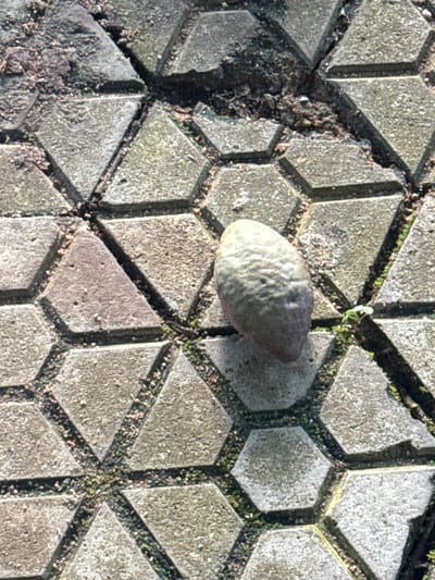 An oval-shaped, greenish-brown object, possibly a fruit or a smooth stone, rests on a patterned surface of interlocking hexagonal and triangular concrete pavers. The pavers are weathered and show signs of dirt and small debris in the crevices. A tiny green sprout is visible growing between some of the pavers to the right of the object. The scene is outdoors, with sunlight casting shadows that highlight the texture of the pavers and the object. The location is described as Amansee, Nigeria.