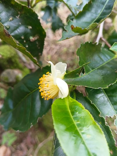 A partly opened white flower with bright yellow stamens blooms amidst vibrant green leaves. The leaves, varying in shade, show signs of damage, with jagged edges and holes. The background is a blur of natural colors, hinting at foliage and earth. The flower is the focal point, contrasting with the surrounding leaves and the muted background.