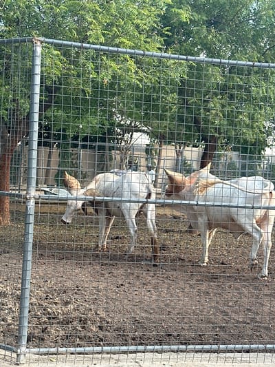 In Batagarawa, Nigeria, two white cattle are visible within a fenced enclosure. The enclosure is constructed from a metal mesh fence with vertical metal posts. The ground within the enclosure appears to be dirt and mud. Behind the fence, lush green trees form a dense canopy. The cattle, both facing away from the camera and towards the right side of the frame, are light-colored with tan horns. One cow on the left has its head down, appearing to graze or interact with the ground. The cow on the right is looking to its left. The overall scene depicts livestock in an outdoor, enclosed environment.