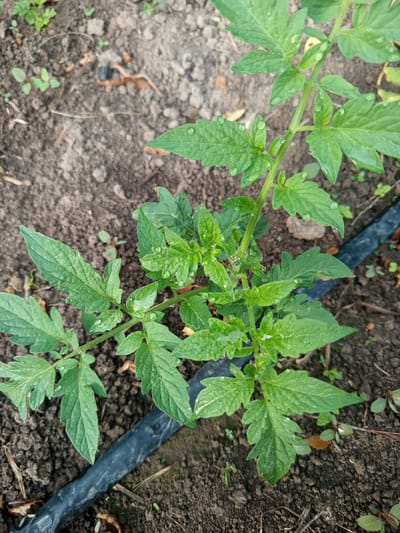 A close-up, high-angle, natural light shot shows a young tomato plant with serrated green leaves speckled with water droplets. The plant is growing in dark soil with scattered dry leaves and small weeds. A black drip irrigation hose runs horizontally across the lower part of the frame. The scene appears to be an outdoor garden setting in Poltavka, Kyrgyzstan.