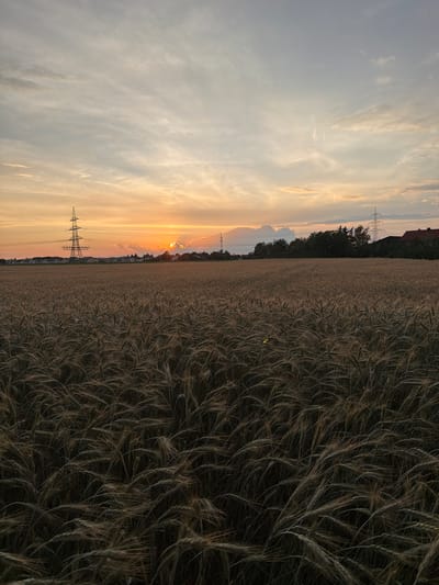 The image captures a sunset over a field of ripe grain in Poing, Germany. The sky is a canvas of warm orange and yellow hues, with wispy clouds catching the last rays of sunlight. Tall electricity pylons stand as silent sentinels in the distance, one to the left and another to the right, silhouetted against the vibrant sky. A cluster of houses and trees form a horizontal line separating the field from the horizon. The foreground is dominated by a dense field of wheat or barley, with its stalks bowing gently, creating a textured and organic foreground. The overall atmosphere is serene and tranquil, evoking a sense of natural beauty and rural life at dusk.