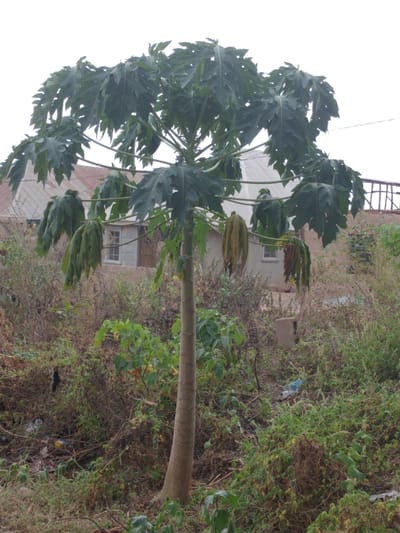 A single papaya tree stands in a grassy area, its tall, unbranching trunk supporting a canopy of large, lobed leaves. The tree has some drooping, possibly unripe fruits hanging from its branches. Behind the tree, a simple building with a corrugated metal roof is visible, partially obscured by the surrounding foliage. The ground around the tree is covered with a mix of grasses, weeds, and debris, suggesting a natural or uncultivated setting. The sky is overcast and light.