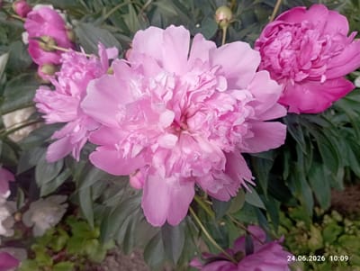 This is a close-up, eye-level shot of several pink peonies in full bloom. The main subject is a large, fluffy peony flower in the center, with several other pink peonies and buds surrounding it. The flowers are a vibrant pink, with ruffled petals. The background consists of lush green leaves and darker foliage, suggesting a garden setting. Some of the lower leaves are out of focus, adding depth to the image. There is a hint of what might be other plants or flowers in the lower right and left corners, some appearing as pale or white blossoms. The lighting appears natural, indicating it was taken outdoors during the daytime.
Visible text in the bottom right corner reads "24.06.2026 10:09". This indicates the date and time the photograph was taken. The location context is Garanski Sel'ski Savet, Belarus. No people are visible in the image. The scene evokes a sense of natural beauty and the peak of summer bloom.