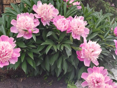 In a garden setting in the city of Prigorodny, Russia, a close-up shot captures a dense cluster of vibrant pink peonies in full bloom. The peonies exhibit lush, multi-layered petals with a gradient of color, ranging from a soft blush to a deeper magenta. Their large, intricate blossoms dominate the frame, interspersed with dark green, glossy foliage that provides a rich backdrop. The ground below is composed of dark soil with scattered organic debris, suggesting a natural and cultivated outdoor environment. The lighting appears to be overcast, creating soft shadows and highlighting the delicate textures of the flowers.