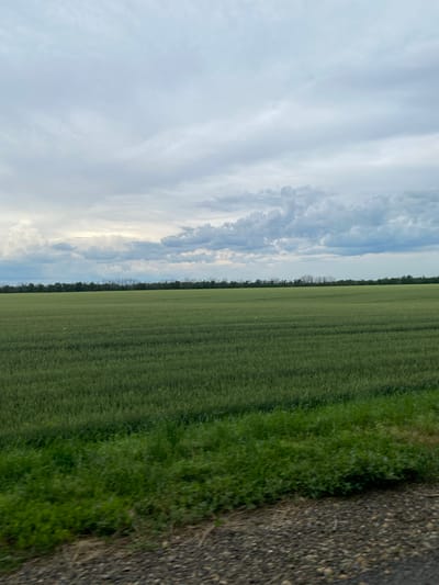 The image captures a wide, green field stretching towards a line of trees under a cloudy sky. The field appears to be agricultural, possibly wheat or barley, with subtle texture and rows visible. In the foreground, there is a strip of green grass and a rough, gravelly surface, suggesting a roadside or path. The sky is filled with dramatic, grey and white clouds, with a hint of brighter sky peeking through in the distance. The overall impression is of a rural landscape on an overcast day. The image's metadata indicates it was taken in Krylovskaya, Russia.