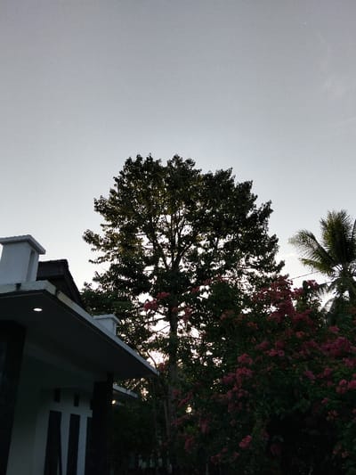 A low-angle shot captures a serene outdoor scene. A white building with a flat roof and minimalist design anchors the left. In the foreground, vibrant pink flowers bloom profusely amidst lush greenery. A tall, leafy tree dominates the center, its branches reaching towards the sky. A lone palm tree stands to the right. The pale sky acts as a backdrop, indicating either early morning or late evening.