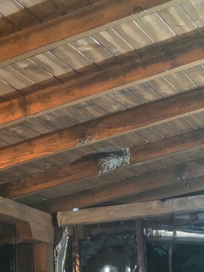 The image shows a bird's nest constructed on the wooden beams of a ceiling in Sadovo, Bulgaria. The nest is made of mud and grass and is attached to a wooden beam. The ceiling is made of wooden planks. The lighting suggests it is either dusk or an indoor setting with artificial light. There are no people or animals visible in the image. The environment appears to be a structure with exposed wooden beams and planks, possibly an attic or an unfinished ceiling.