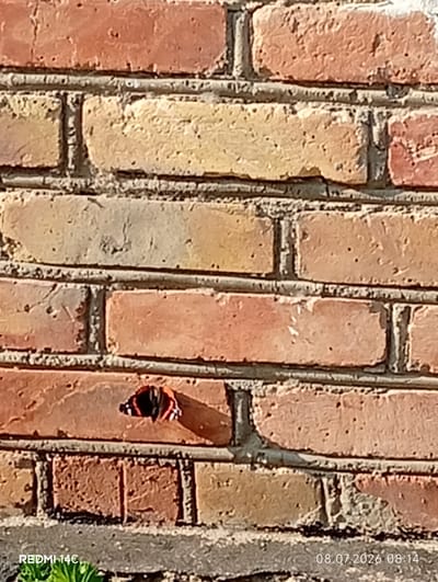 A close-up, eye-level shot shows a butterfly on a brick wall. The butterfly, which appears to be a Red Admiral, is positioned in the center of the frame, with its wings open and its body visible. The butterfly's wings are black with red and white markings. The brick wall is made of red and yellow bricks, with visible mortar lines. The lighting suggests it is daytime, with shadows cast on the wall. The lower left corner of the image displays the text "REDMI 14C" and the lower right corner displays the date "08.07.2026" and time "08:14". The image does not provide enough context to determine the specific location in Kenesh, Kyrgyzstan.