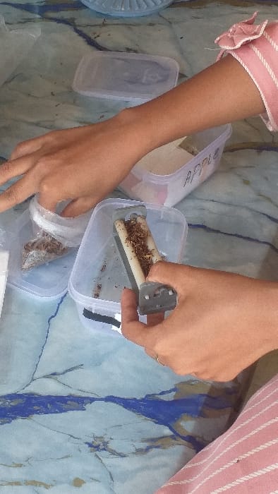 The scene is located in Batang Kuis, Indonesia, on a light blue and white marbled surface, likely a tabletop. Two human hands are visible engaged in an activity. The left hand, partially visible, is positioned near a clear plastic re-sealable bag containing a quantity of loose, shredded brown plant material. The right hand grips a grey and white mechanical rolling device, which is actively loaded with the same shredded brown plant material, consistent with tobacco. This device is positioned over a clear plastic rectangular container, which also contains scattered remnants of the brown material. In the background, a second clear plastic container is visible, marked with the handwritten label "APPLE" and appears to contain a lighter-colored, finely textured substance. A portion of an arm, clad in a pink and white striped garment with a ruffled cuff, is present on the right side of the frame.