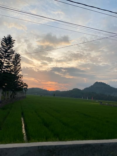 A serene sunset scene unfolds over a vast green rice field in Uleejalan, Indonesia. The sky is a canvas of soft, diffused light, with streaks of orange and pink peeking through a textured layer of clouds. Power lines crisscross the upper portion of the frame, their dark silhouettes contrasting with the luminous sky. On the left, tall, dark green pine trees stand guard along a stone wall that borders the rice paddy. The field itself stretches towards a distant, rolling green hills that are softly illuminated by the setting sun. A narrow channel of water, reflecting the sky's glow, runs through the lush greenery. In the far distance, a few scattered structures and flags are visible amidst the trees. The overall atmosphere is one of tranquility and natural beauty.