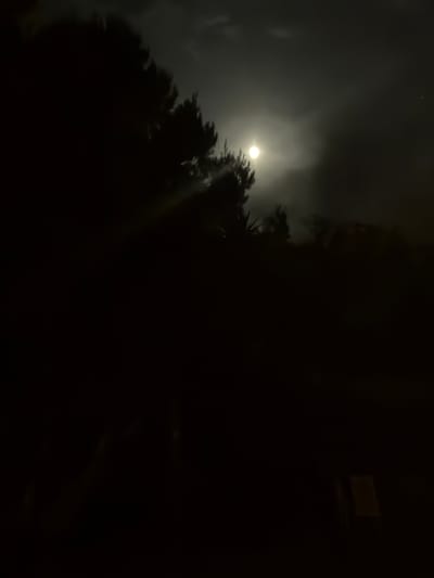 The image captures a moonlit night scene with a full moon partially obscured by clouds, creating a soft glow and visible moonbeams piercing through. Silhouetted trees and foliage dominate the foreground and left side of the frame, with the dark landscape suggesting a rural or natural setting. The environment appears to be outdoors, with hints of dark vegetation and the vastness of the night sky. There are no visible people or animals in the image. A faint, small light is visible in the upper right quadrant, possibly a distant star or artificial light. The overall mood is serene and mysterious.