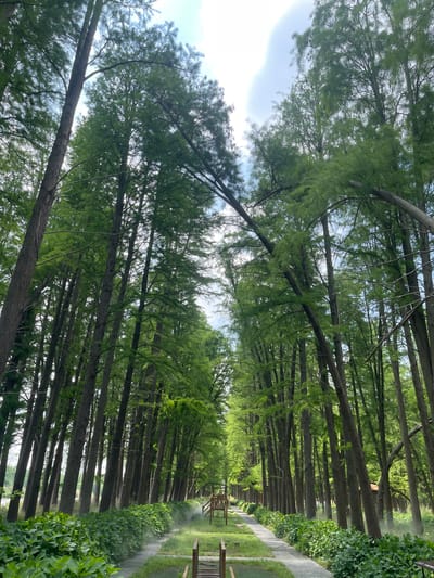 The image depicts a pathway lined with tall trees, likely metasequoia glyptostroboides (dawn redwood) in Xinghua, China. The trees are dense and create a canopy overhead, with some sky visible in between. A mist or water feature is present on the left side of the path, creating a foggy effect. A wooden bench or platform structure is visible in the distance along the path. The scene appears tranquil and naturalistic.