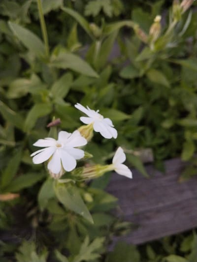 In Зелёное, Russia, a close-up, eye-level, vertical shot captures white flowers with delicate, notched petals blooming amidst lush green foliage. Two prominent white flowers are in focus, one on the left with five visible petals and another to its right, slightly out of focus, showing three petals. Beneath the flowers, ribbed, pale green buds are visible. The background is a blur of dark green leaves, with a dark, weathered wooden surface appearing in the lower right quadrant, suggesting an outdoor garden or natural setting.