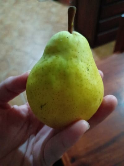 The image shows a yellow pear held in a person's right hand. The pear has a green stem and a bumpy surface. The person's hand is holding the pear in front of a wooden table with a dark brown finish. The pear is centered in the frame. The background is out of focus, but a wooden cabinet can be seen in the top right corner. The image appears to have been taken indoors, in a residential setting. The coordinates provided locate the image in a residential area of El Talar, Argentina.