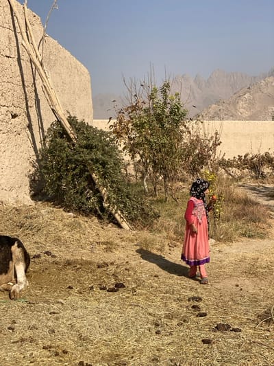 This image depicts a sunlit, arid, rural environment in Bazar-e Panjva'i, Afghanistan. In the lower-left foreground, the rear section of a recumbent black and white bovine animal is visible on dry, straw-covered earth. Numerous dark, oval animal droppings are scattered across the dusty ground. A young female child, estimated to be between 4 and 7 years old, stands in profile in the mid-ground, facing left. She is dressed in a long-sleeved red shirt beneath a pink dress with a purple-trimmed hem, and a black headscarf patterned with white flowers. The child holds a small, reddish fruit to her mouth. Her shadow is cast to her left. To the immediate left, a tall, textured light brown mud-brick wall stands, against which a dense green bush and several pale wooden poles are propped. Further back, scattered deciduous and evergreen vegetation grows. A lower, light-colored mud-brick wall extends horizontally across the mid-background. The far background reveals rugged, light brown mountains under a hazy, pale blue sky.