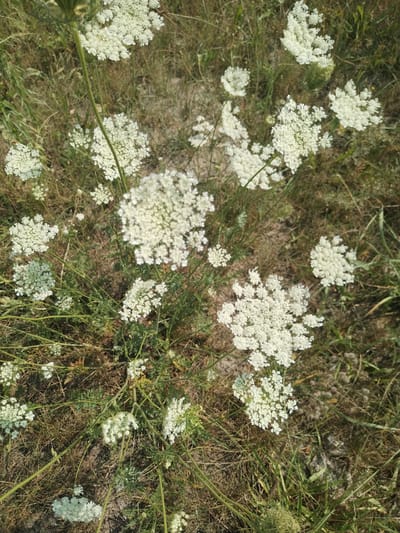 The image displays a close-up, overhead view of wild carrot flowers (Daucus carota) growing in a dry, grassy area. The flowers are predominantly white and form complex, umbrella-shaped clusters. Some of the flowers appear to be in full bloom, while others show signs of wilting or developing seed heads, giving them a more delicate, lace-like appearance. The surrounding vegetation consists of dry, brown grass and some green stems and leaves, suggesting a late summer or early autumn setting. The ground appears to be sandy or loamy. The scene is natural and uncultivated, with no signs of human intervention or presence. The context of Пружанскі сельскі Савет, Belarus, indicates this is likely a rural or undeveloped area within that region.
