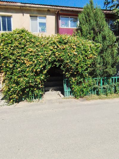 The image shows an arched entryway covered by lush green vines with small yellow flowers, leading to a dark, shadowed area with visible steps. The entryway is situated in front of a building with a light-colored facade and several windows. To the right of the entryway, a tall evergreen tree stands, and a green metal fence encloses the area. The scene is set on a paved surface, likely a street or driveway, with a clear blue sky overhead. The location is specified as Bugeac, Moldova.