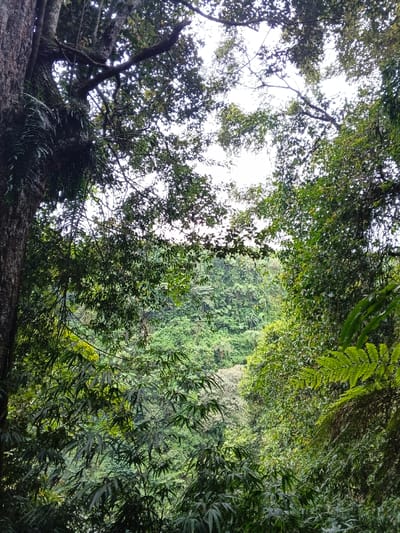 The scene depicts a dense tropical forest environment, specified as being near Bangalum Bridge, Papua New Guinea. The left side of the frame features the textured trunk of a large tree, partially covered with epiphytic ferns. Overhead, a canopy of green leaves and branches extends, framing a bright, undifferentiated sky. The central and right portions of the image are filled with an extensive expanse of lush, varied green foliage, indicative of a forested hillside or valley. Observable vegetation includes numerous trees, shrubs, and large fern fronds. No human subjects, animals, or artificial structures are present within the visual field. The lighting is diffuse and bright.
