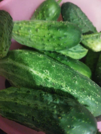 The image shows a close-up, slightly blurry view of several green cucumbers arranged in a pink bowl. The cucumbers are of various sizes and appear to be fresh. Some have visible bumps and slight variations in their green coloring, indicating natural texture. The background is dominated by the pink of the bowl, with some parts slightly out of focus. The lighting is somewhat dim, contributing to the overall soft focus of the image. There are no people or any other objects visible. The image does not provide any information about the location in Sosnivka, Ukraine.