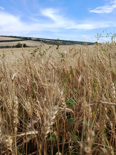 A close-up, low-angle shot captures a dense field of ripe wheat under a bright, partly cloudy blue sky. The wheat stalks are a golden brown, with many heads in the foreground appearing sharp and in focus, while those further back are blurred. Interspersed with the wheat are a few green leaves and thin, dry stems, one with small, white flowers, and another delicate, wispy plant with small seed heads extending into the upper right of the frame. In the background, rolling hills are visible, with patches of darker green vegetation and lighter brown fields suggesting agricultural activity. The sky is a vivid blue, streaked with thin, wispy white clouds. The scene is set in a rural area, likely a wheat field in or around Lypets'ke, Ukraine. No people or animals are present. The overall impression is one of a warm, sunny day in a harvested or near-harvested agricultural landscape.