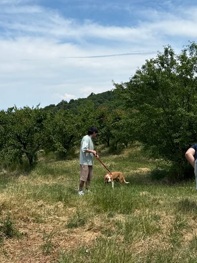 The image, taken in Grocka Urban Municipality, Serbia, captures an outdoor scene on a bright, clear day. A person and a dog are walking through a grassy area lined with numerous green-leafed trees, resembling an orchard or a cultivated field.
In the foreground, a person is seen from behind, facing left, wearing a light-colored collared shirt, brown shorts, white sneakers, and a dark baseball cap. They are holding a red leash that extends to a medium-sized dog. The dog, tan and white with some brindle markings, is positioned slightly to the right of the person, looking towards the camera with a neutral expression. Its tail is raised. Another person's legs and lower torso are partially visible in the upper right corner of the frame.
The ground is covered in varied green and dry grass, suggesting a path or open field. Beyond the immediate foreground, rows of trees with dense green foliage extend into the mid-ground. A lush, green, wooded hillside forms the backdrop to the left. The sky is a vibrant blue with scattered white clouds, and a distinct, long, straight contrail is visible across the sky. The bright daylight indicates it is likely late morning or afternoon. The overall atmosphere is one of a peaceful stroll in nature. There is no visible text in the image.