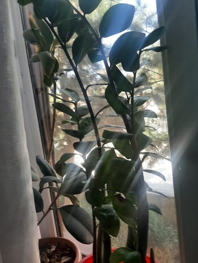 This media file shows a close-up view of a plant with large, dark green leaves, resting on a windowsill. The plant's stems and leaves are illuminated by strong sunlight, creating bright lens flares and highlights that stream across the image. The background is a blurred view of trees and foliage seen through a window with a light, textured screen. The windowsill itself is lined with a white, textured fabric. To the right of the frame, a small portion of a terracotta pot containing soil and dried plant matter is visible.
The lighting suggests it is daytime, likely with clear skies, given the intensity of the sunbeams. The scene appears to be indoors, with the plant positioned to receive sunlight from a window. The foliage outside indicates a natural, possibly rural or suburban, setting. There is no visible text in the image. The overall mood is tranquil and natural, with the sunlight adding a dynamic element.